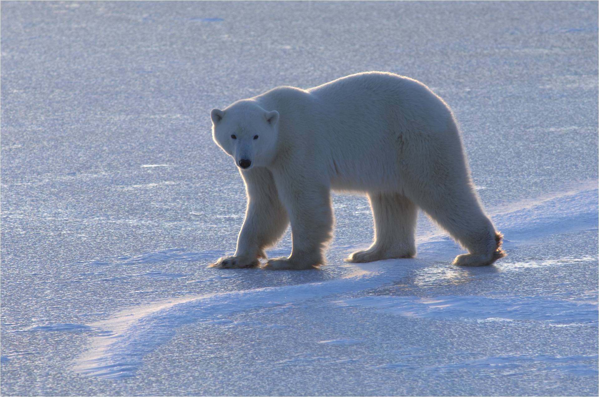 Polar Bear (Ursus maritimus)