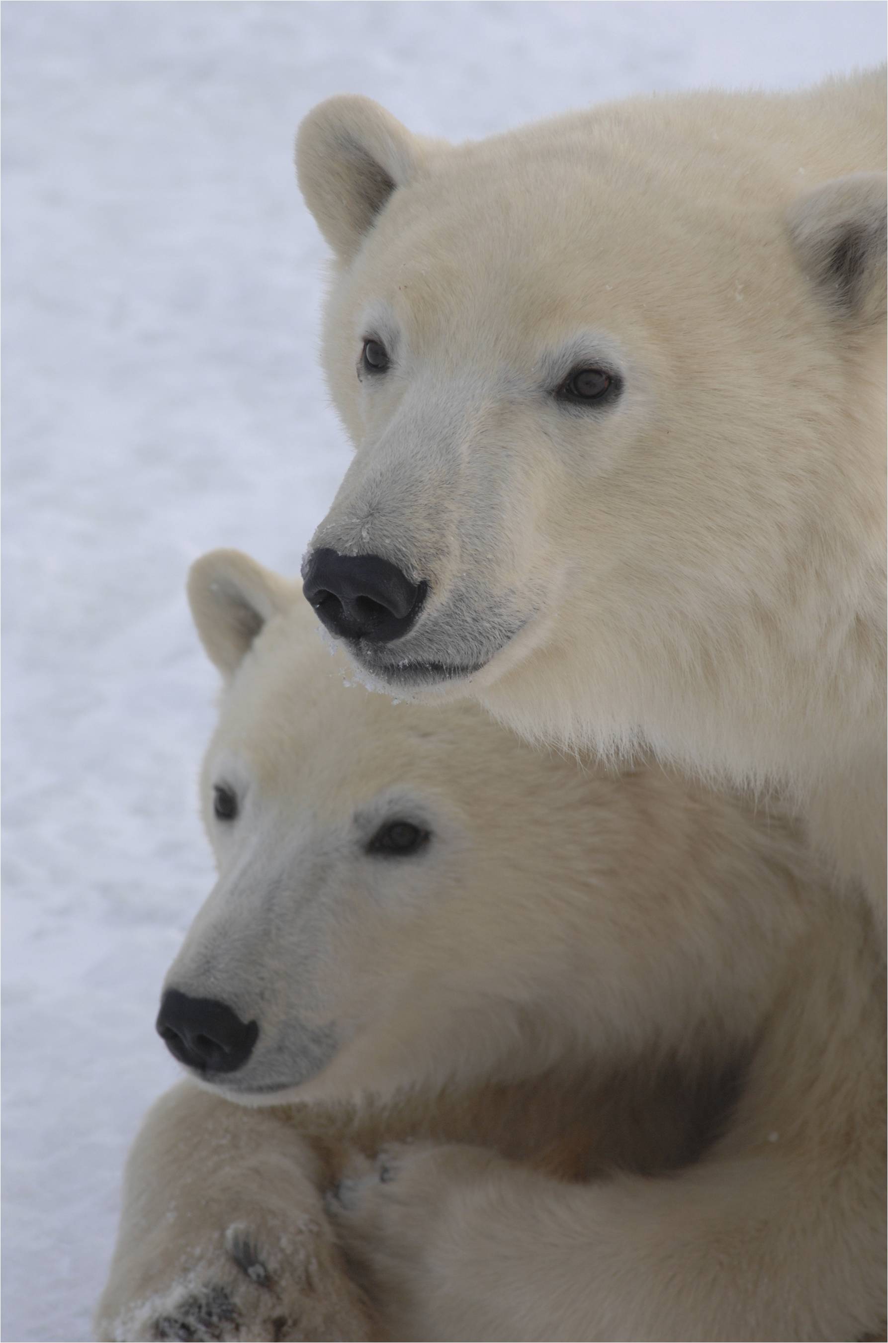 Polar Bear (Ursus maritimus)