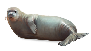 Monachus monachus (Mediterranean monk seal)
