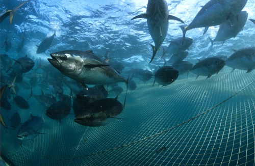 Southern Bluefin Tuna (Thunnus maccoyii)