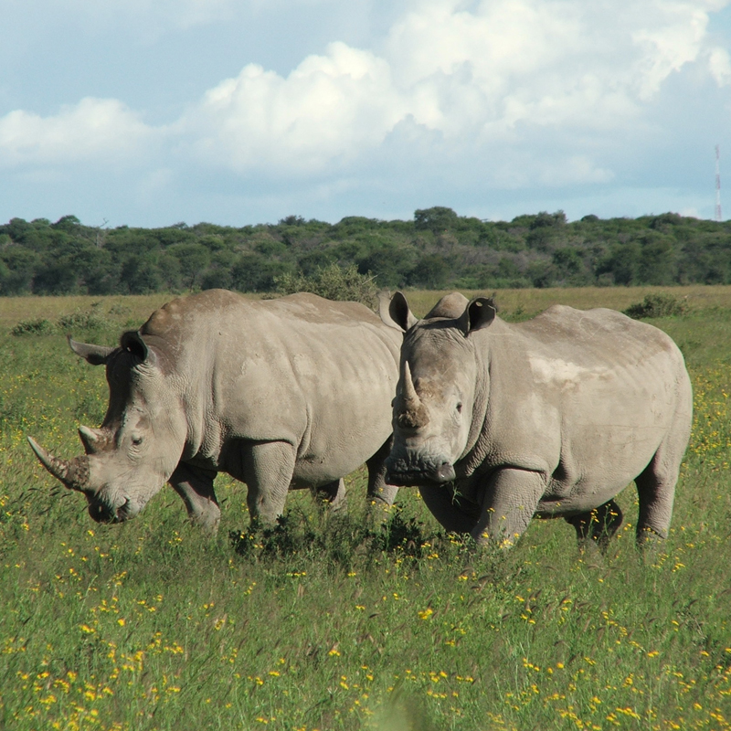 Southern White Rhino subspecies (Ceratotherium simum simum)