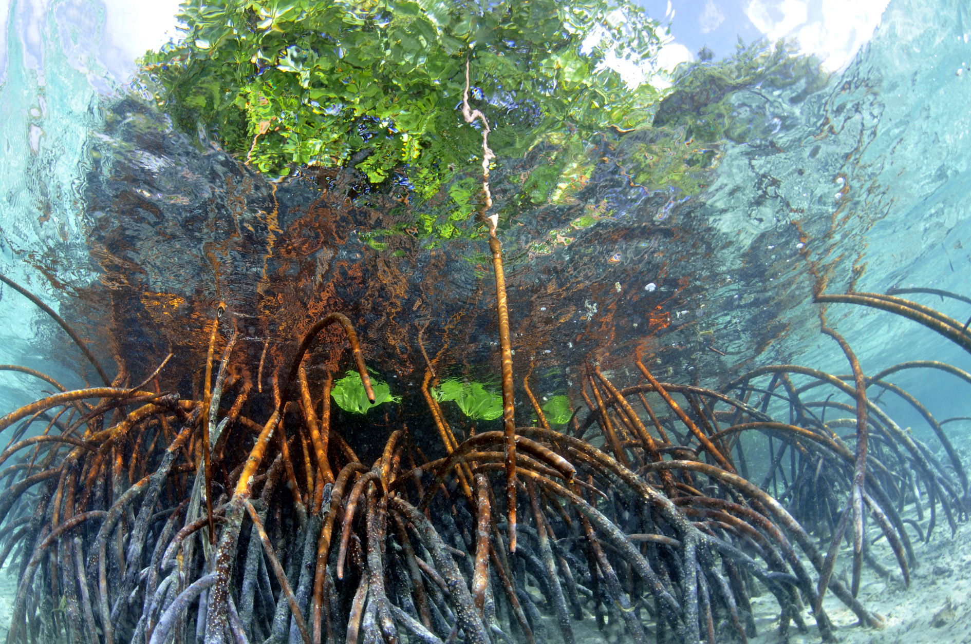 Submerged Mangrove