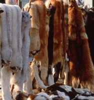 Animal skins for sale in a market