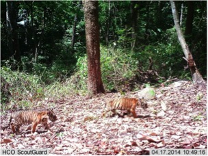 Tiger cubs in Mae Wong National Park