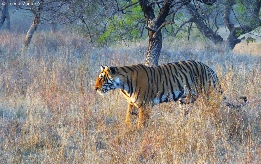 Tigers are apex predators and need vast spaces and abundant prey to survive.