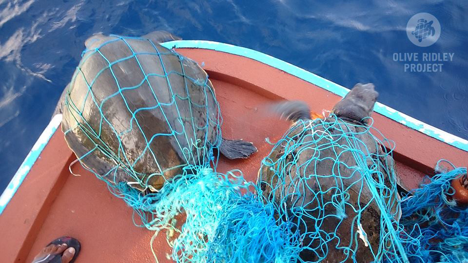 Ghost nets: silent killers in the oceans