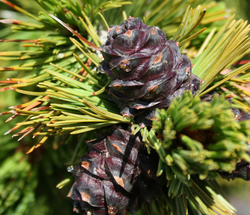 Whitebark Pine
Pinus albicaulis