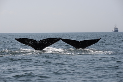 Western gray whales in Sakhalin