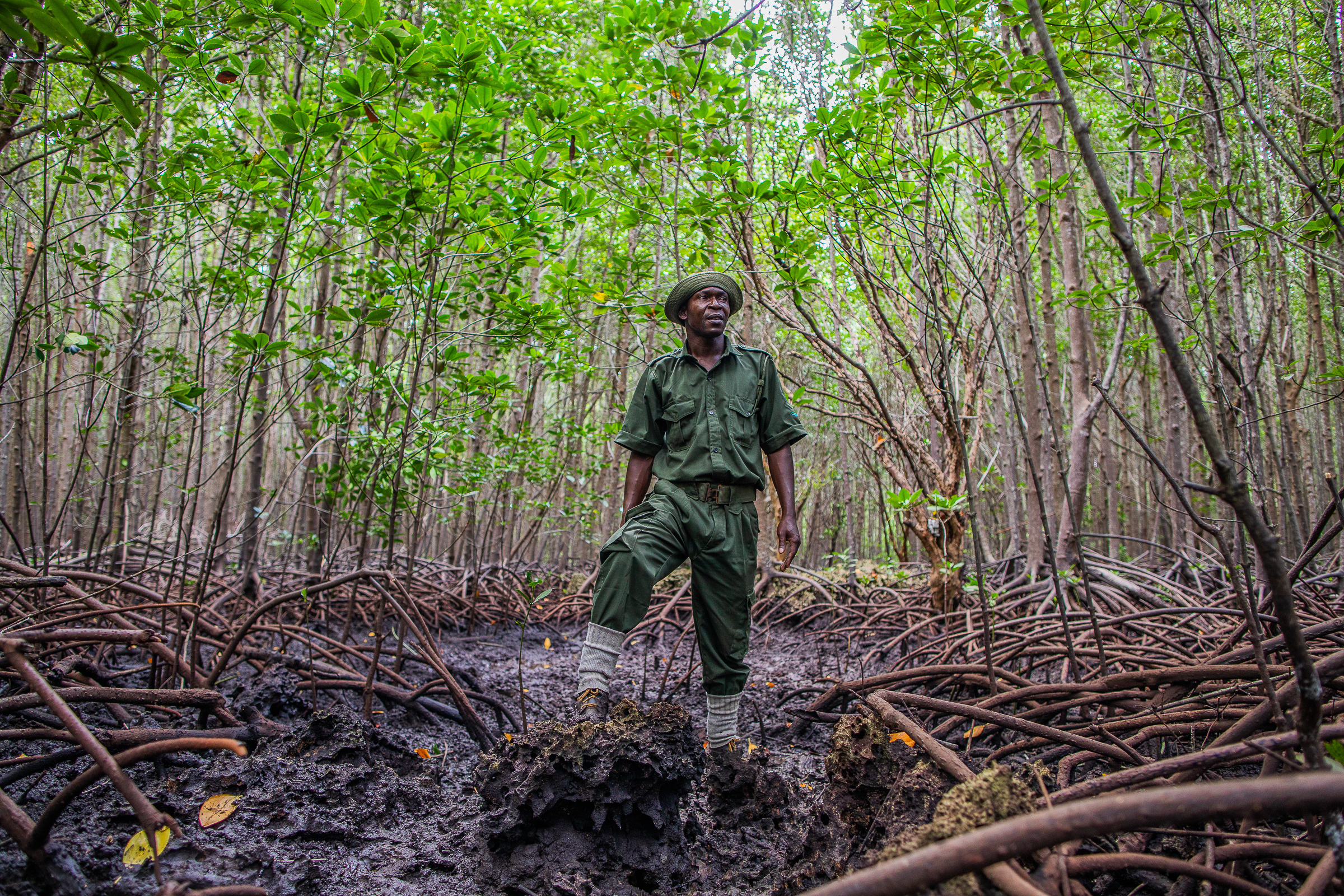 man in mangrove