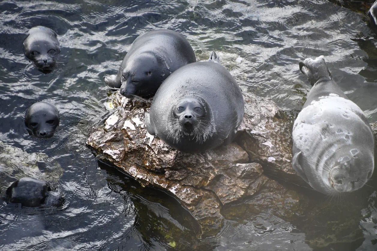 Baikal seal (Pusa sibirica)