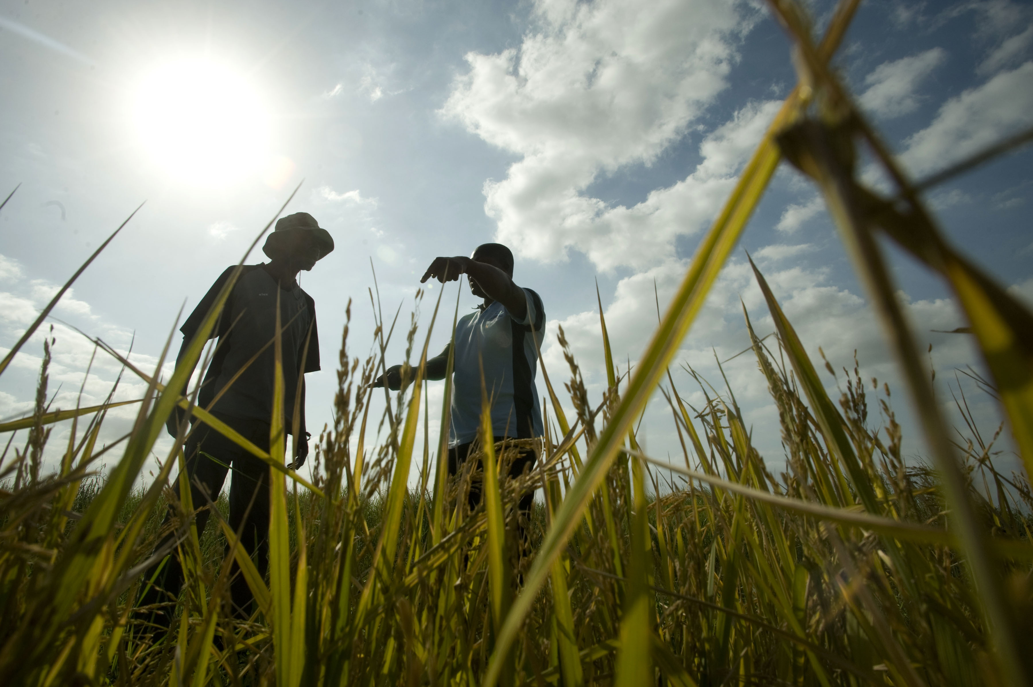men in field