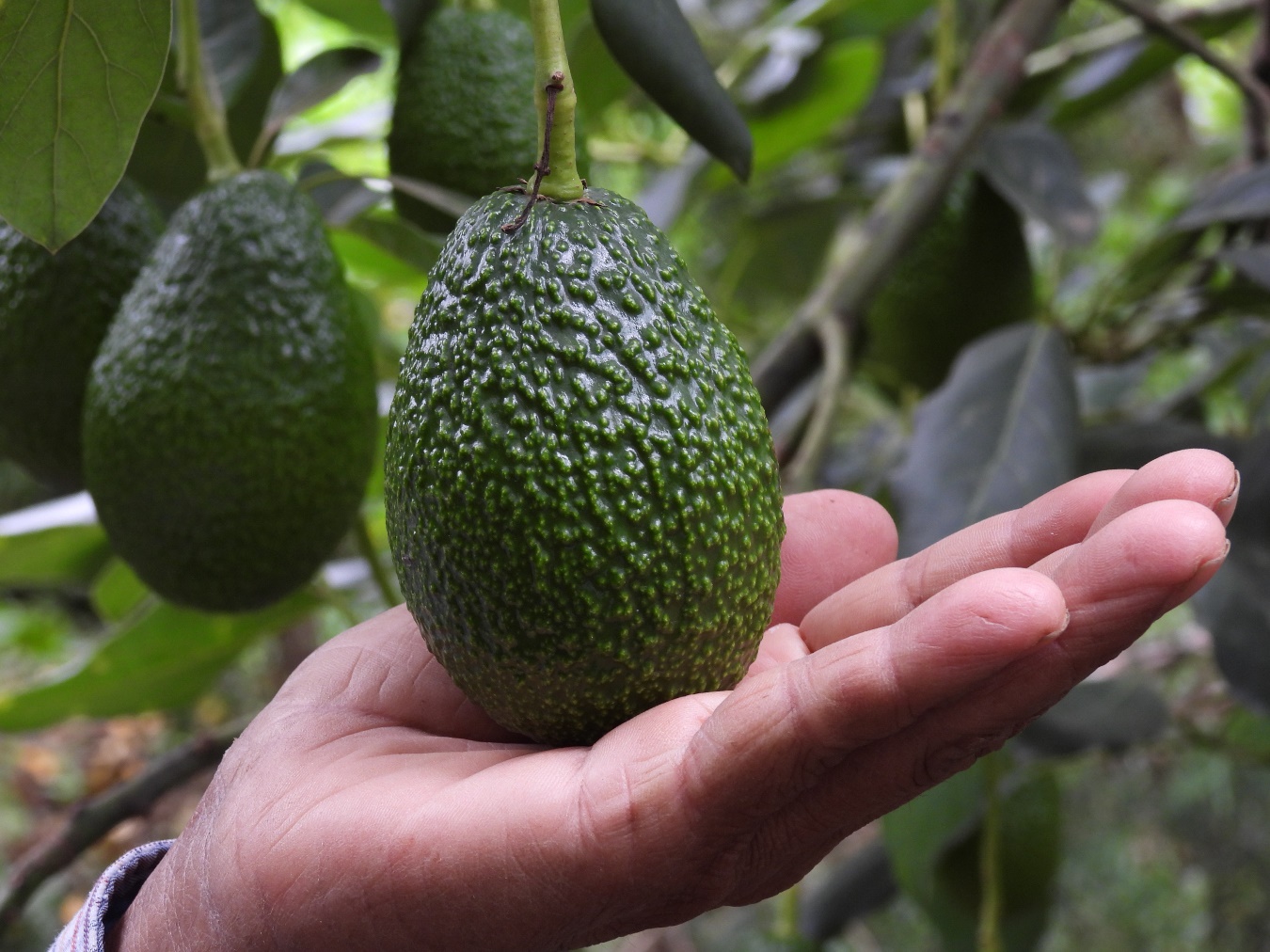 Mano sosteniendo una fruta de color verde

Descripción generada automáticamente