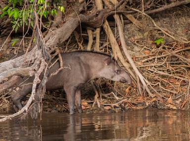 An animal standing in water

AI-generated content may be incorrect.