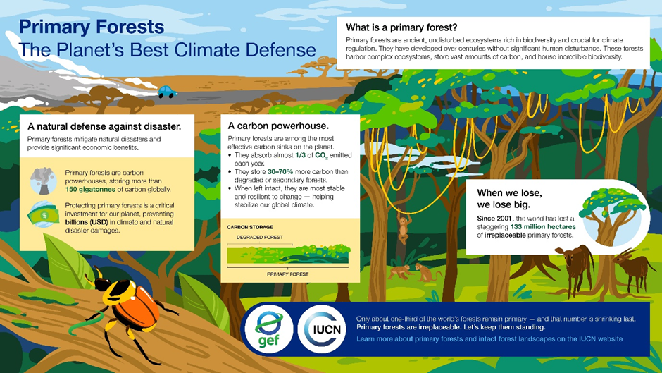climate change and primary forests