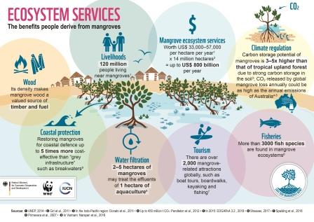 mangroves, ecosystem services