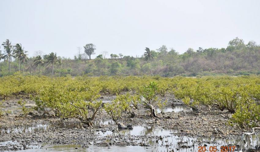 The coasts of Gwa township, Myanmar, are home to a rare form of dwarf mangroves that resemble bonsai trees.