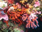 Red Coral in Cerbère-Banyuls, France, Green Listed Natural Marine Reserve
