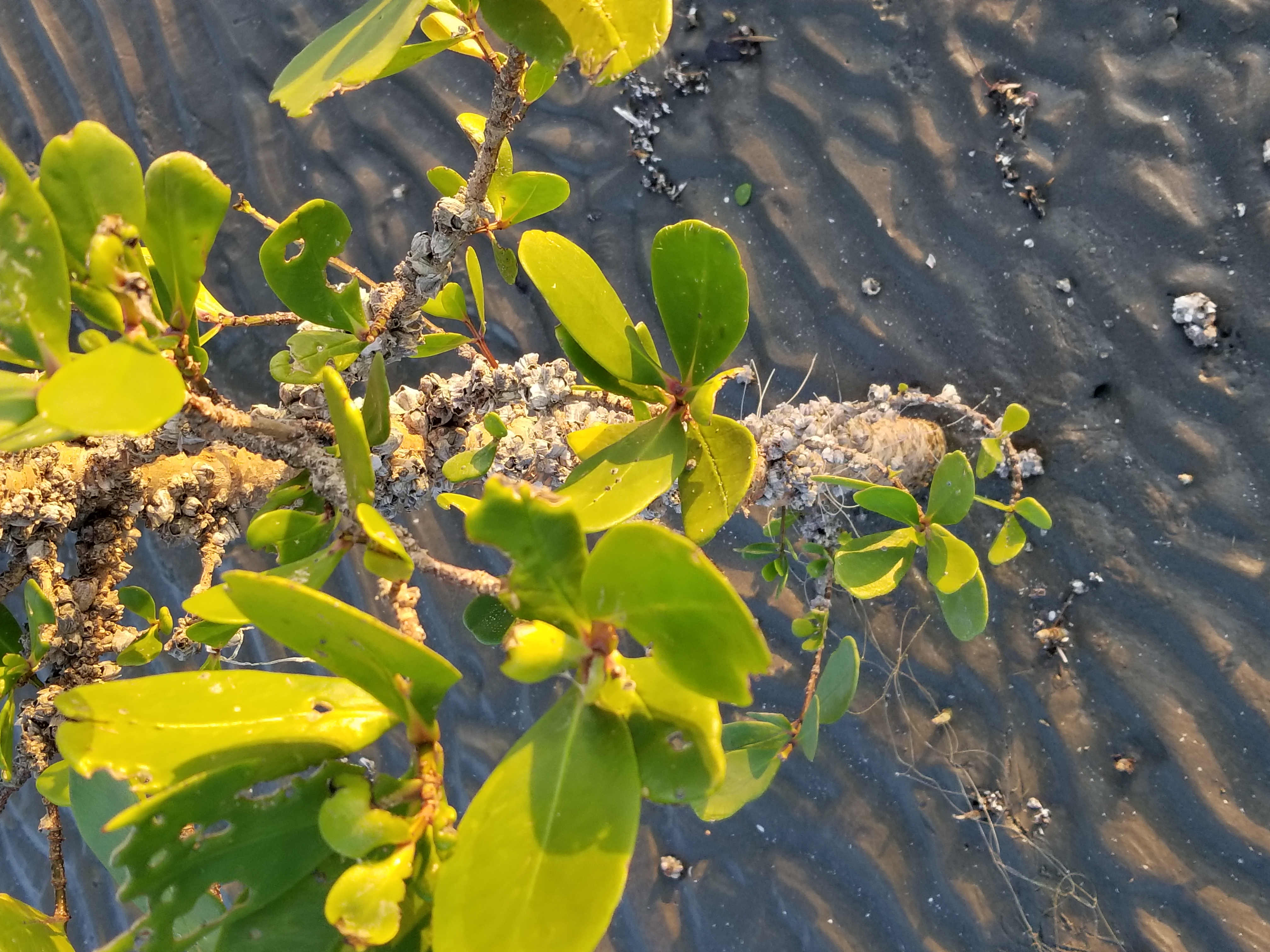 Young mangrove tree struggling to survive due to barnacle infestation 