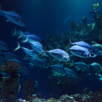 Tuna