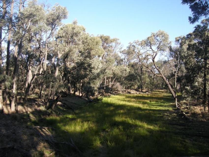 Brigalow woodland, an endangered ecological community in Queensland, Australia
