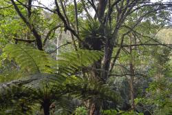 lush forest with tree ferns