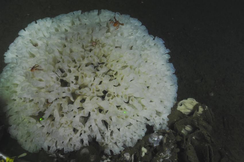 Canada's new MPA protects the fragile Glass Sponge reef