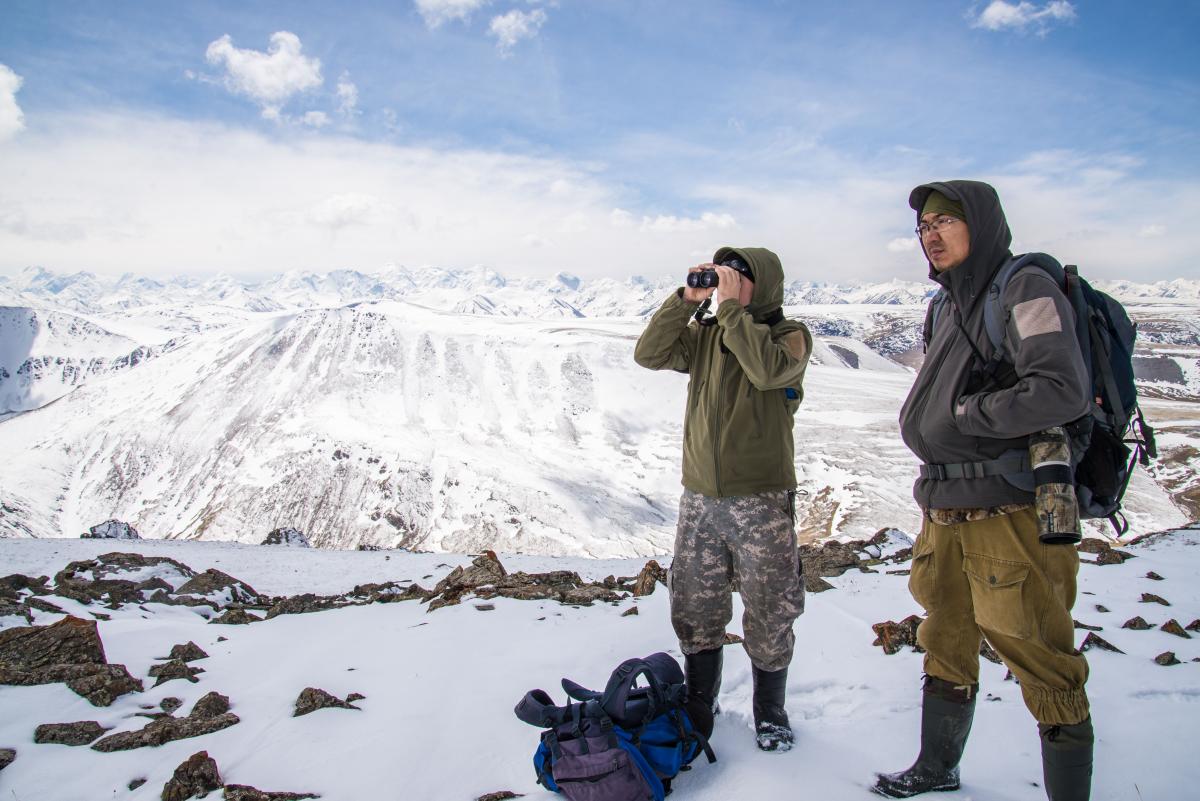 Snow leopard field work in Kazakhstan