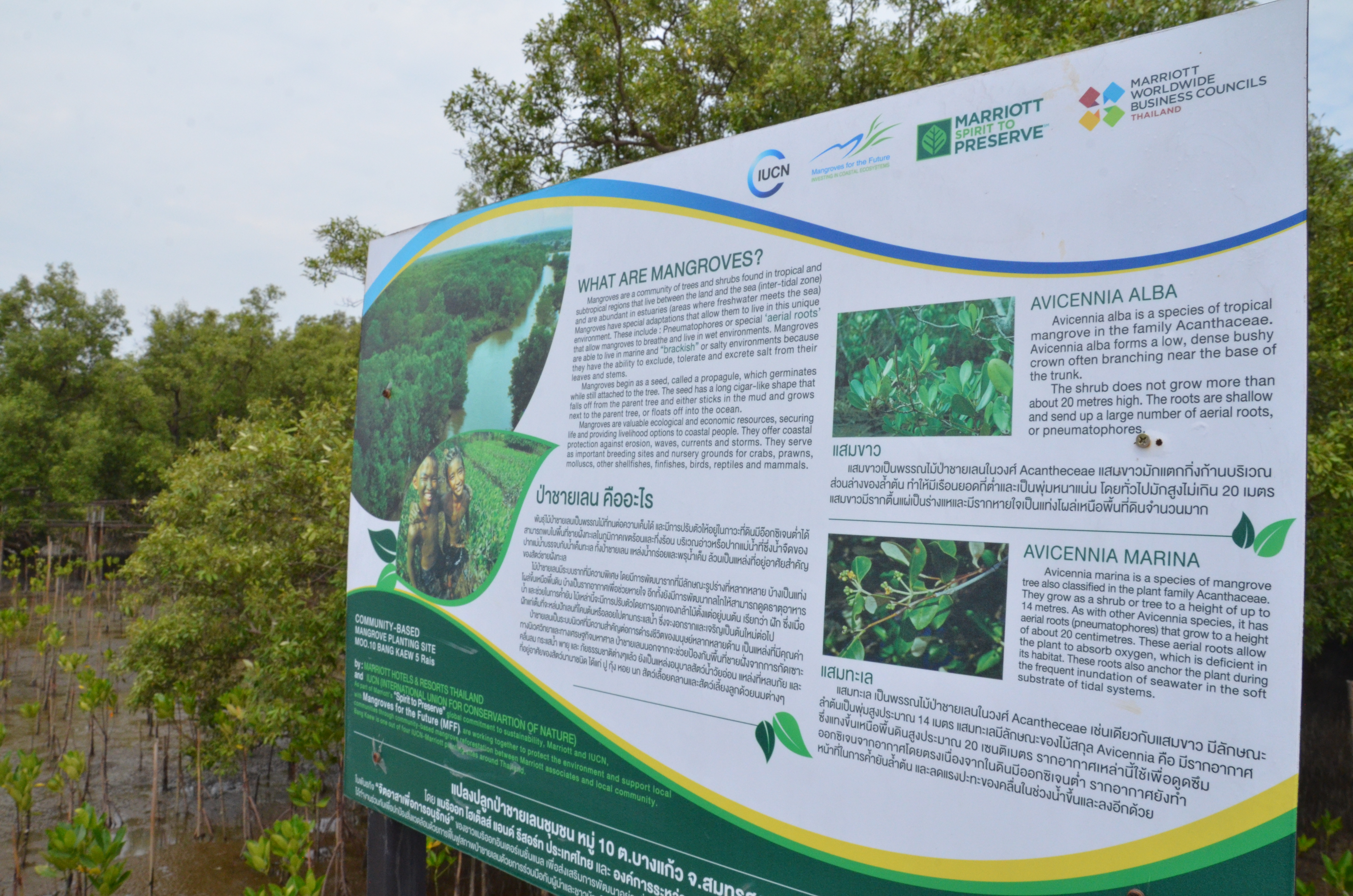 A signboard with information on mangroves and the IUCN, MFF, and Marriott logos