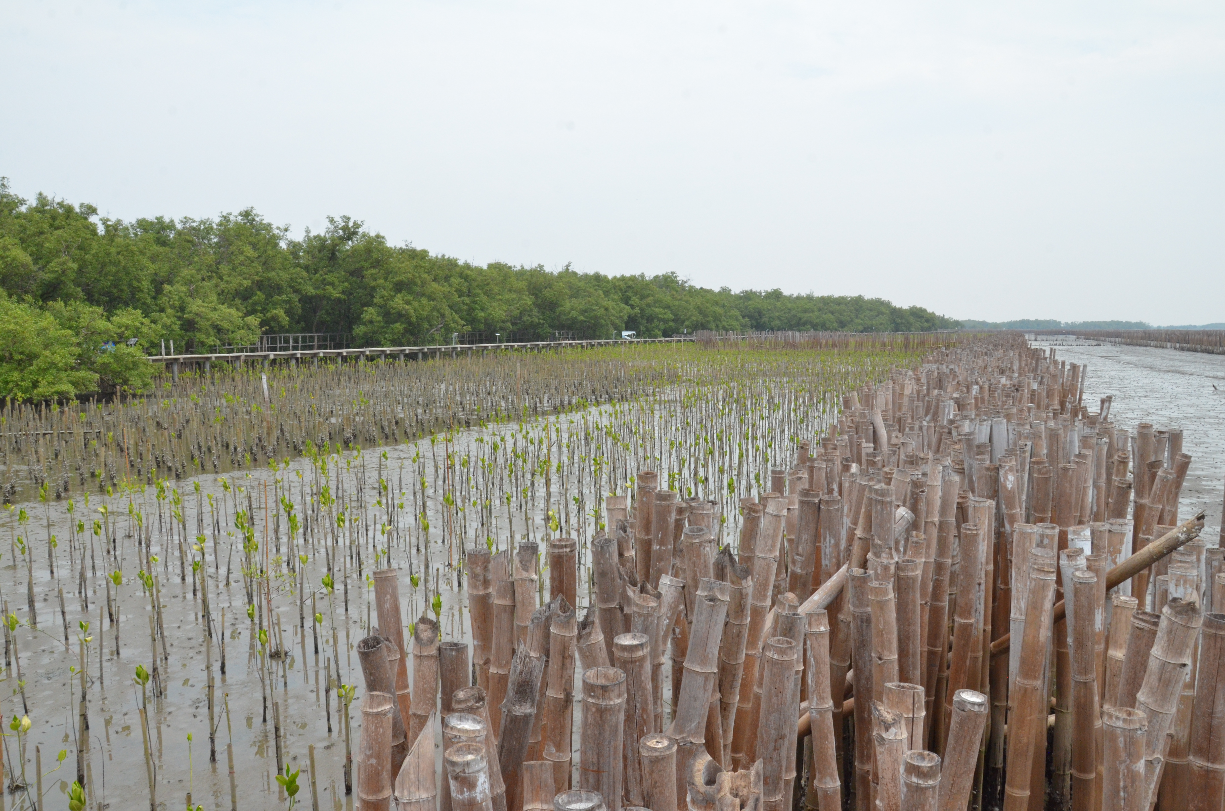 A bamboo wall protects mangrove saplings from the open sea