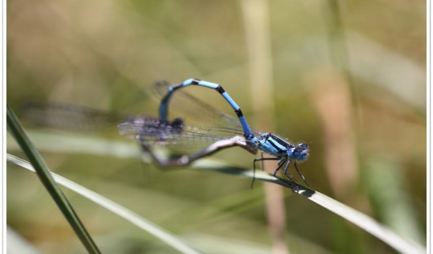 Enallagma cyathigerum