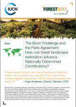 Forest brief cover page with tree nursery under tent