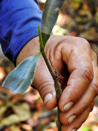 Mujeres en la conservación de la biodiversidad costera