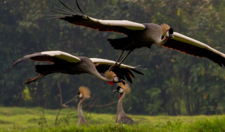 Grey crowned cranes in Uganda at a site where project partners are integrating health services and conservation