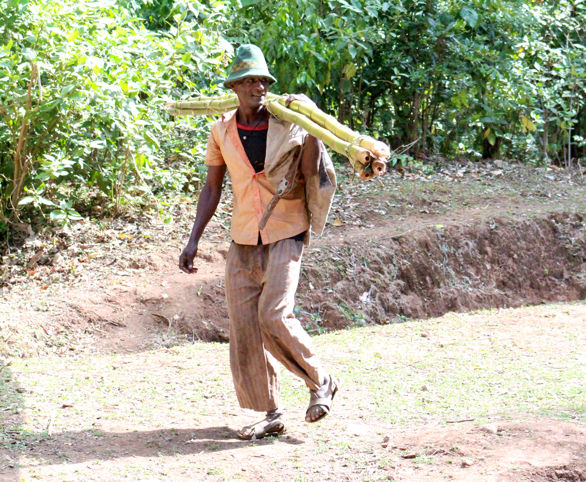 man walking on dirt road with bamboo on shoulders