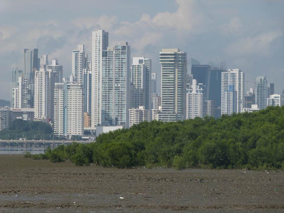 Panama City and its adjacent mangroves