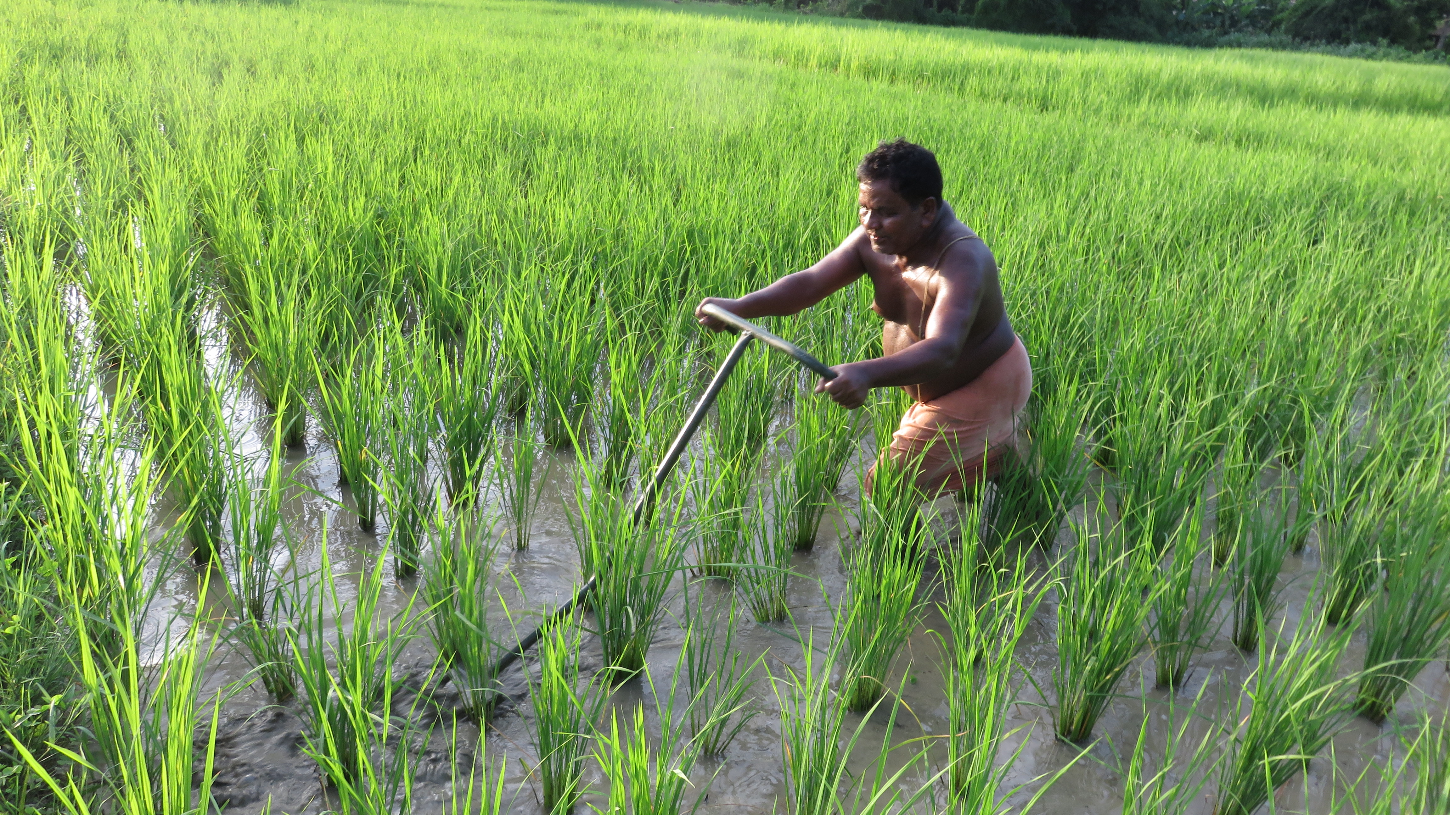 A farmer in a rice paddy uses a rotary weeder