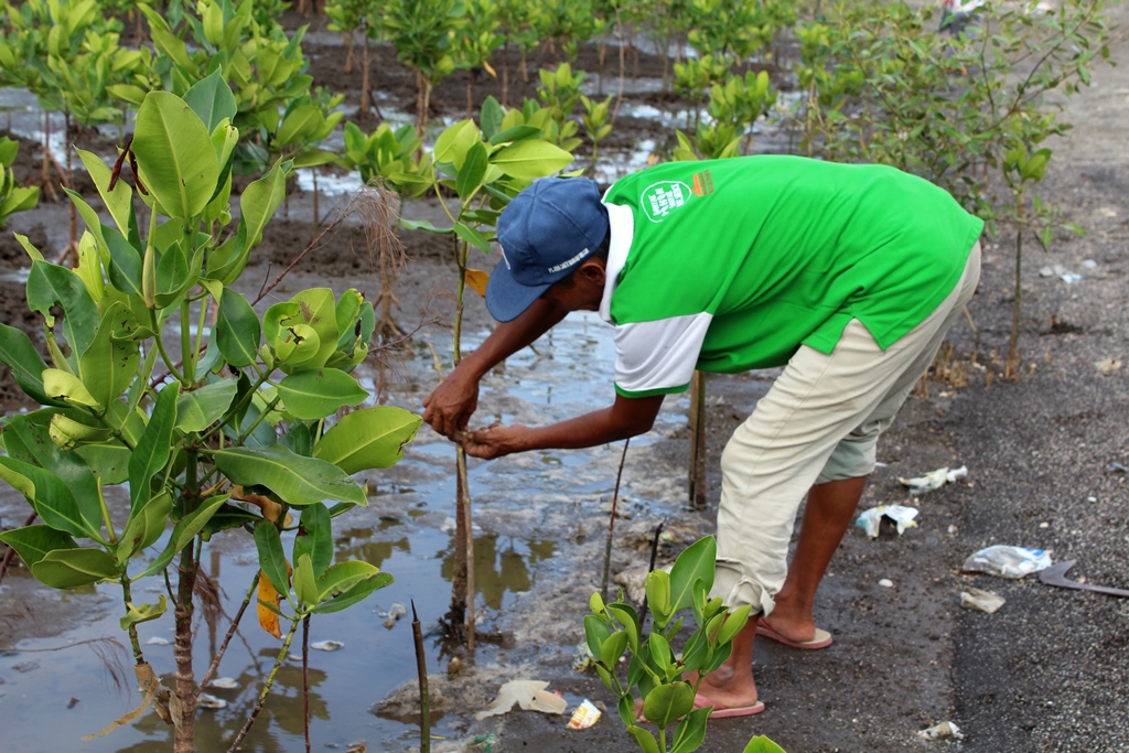 A man bends down to remove plastic caught in the branches of a small mangrove sapling