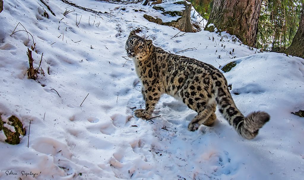 Snow leopard, Kazakhstan