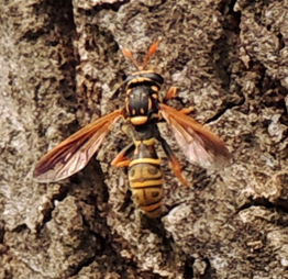 Sphiximorpha petronillae female on Quercus pubescens, Kamenički Park, Novi Sad, Serbia. Photo J. van Steenis