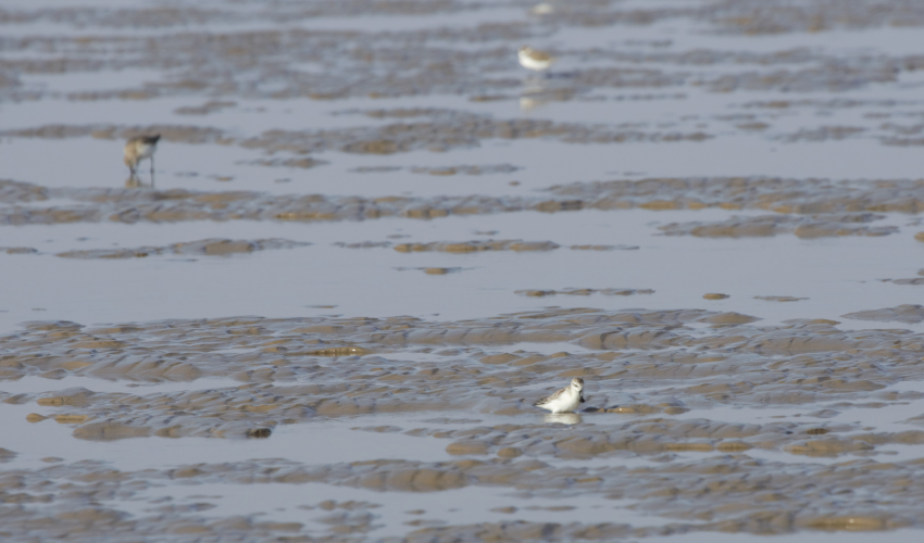 Spoon-billed sandpipers on mudflats in the Gulf of Mottama