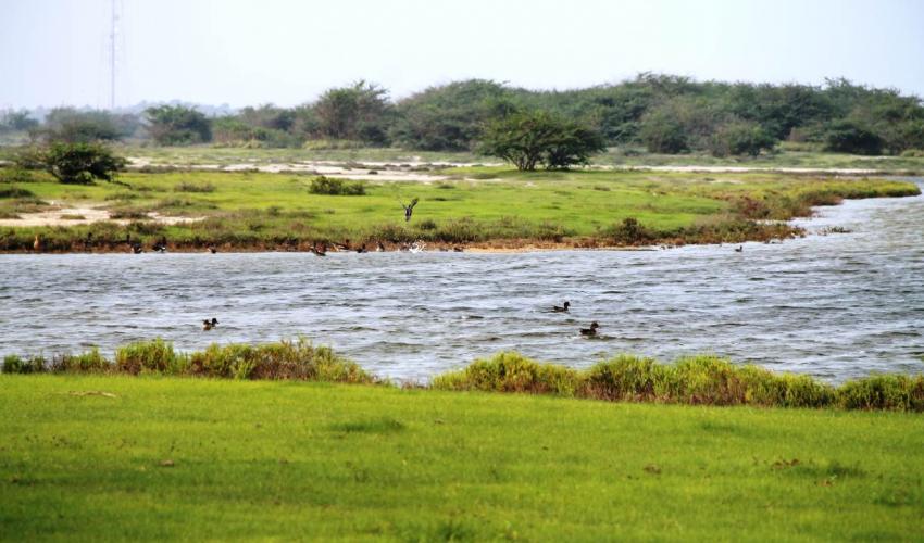Vankalai Bird Sanctuary, Mannar District, Northern Province of Sri Lanka.