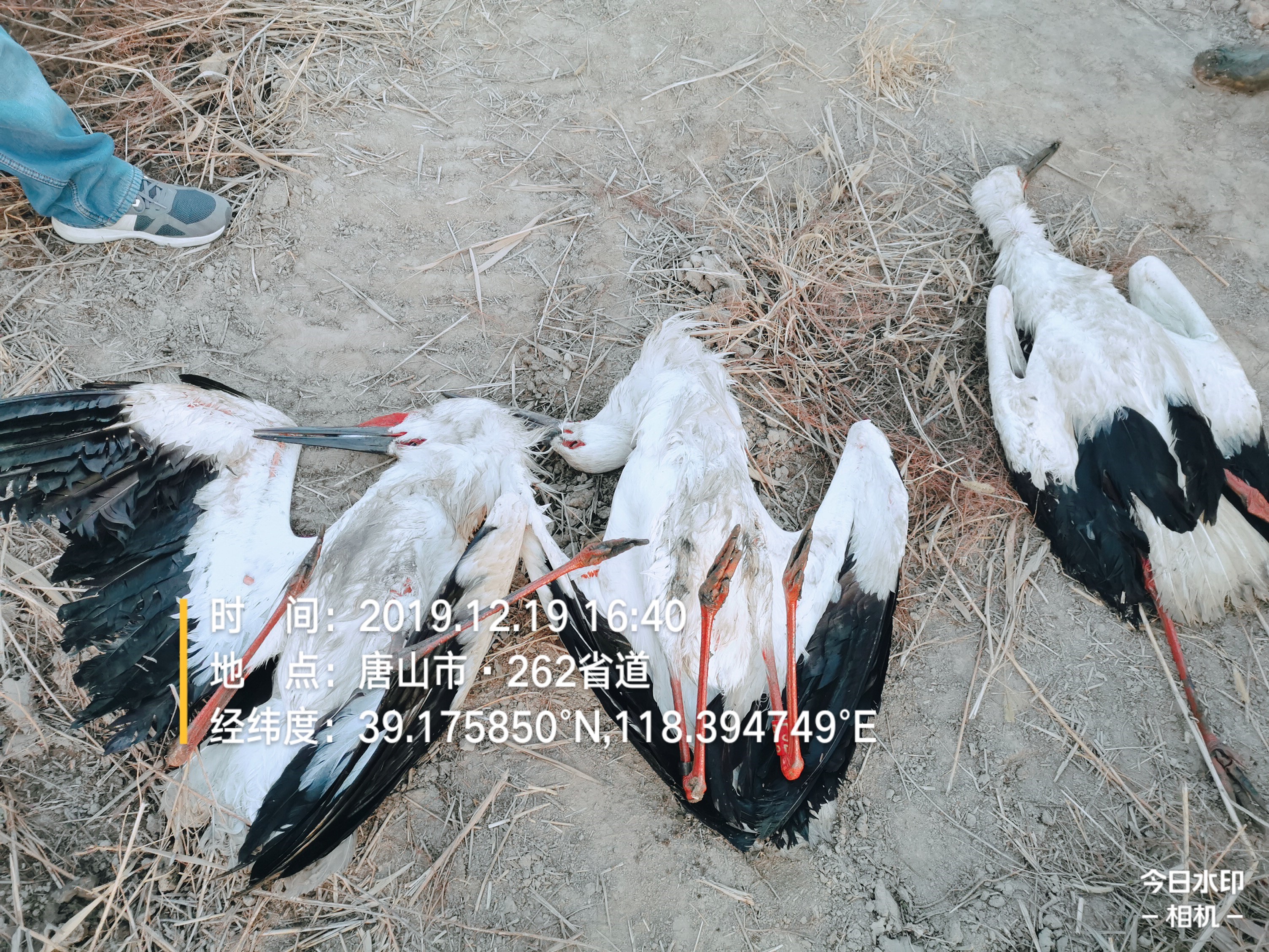 Bodies of Oriental Storks were found in Tangshan on Dec 19th 2019. 