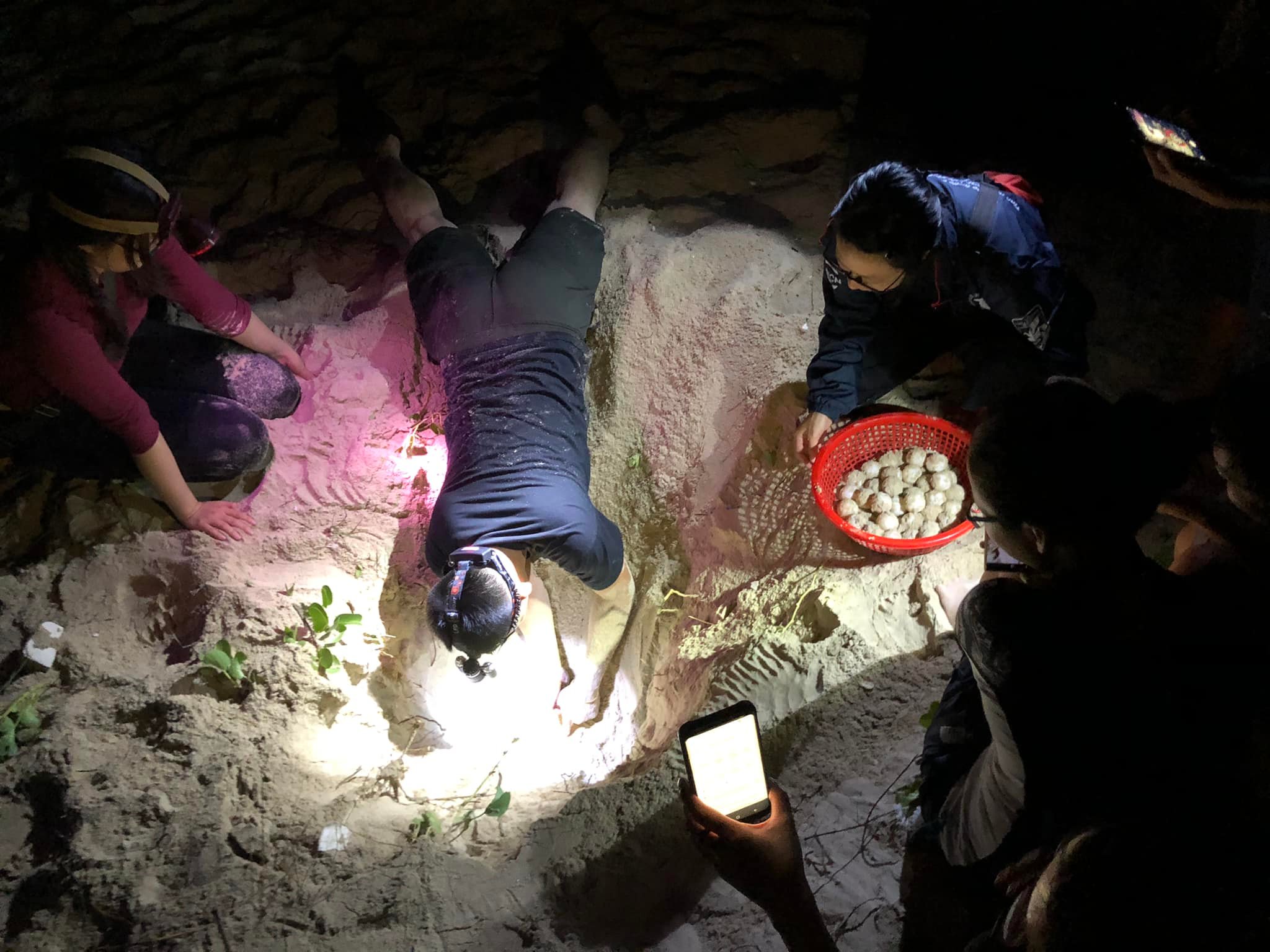 volunteers are collecting eggs laid by a sea turtle to incubation center