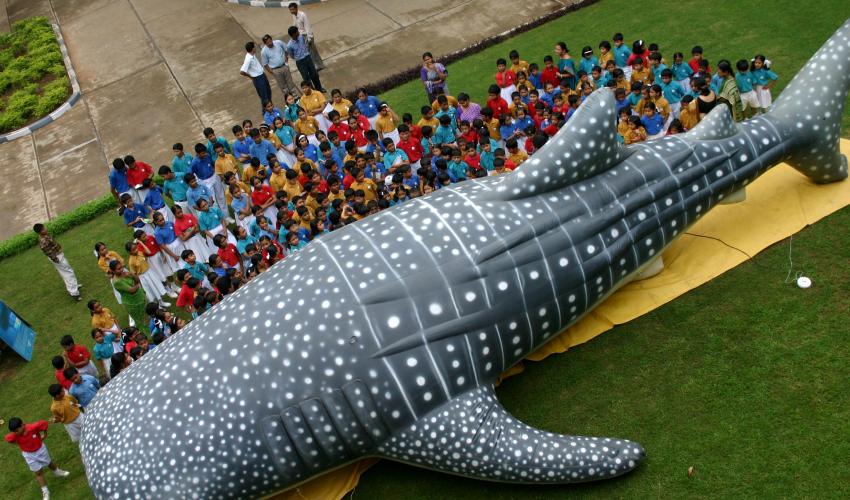 Coastal community alarmed by frequent whale shark strandings in Bay of  Bengal, News, Eco-Business