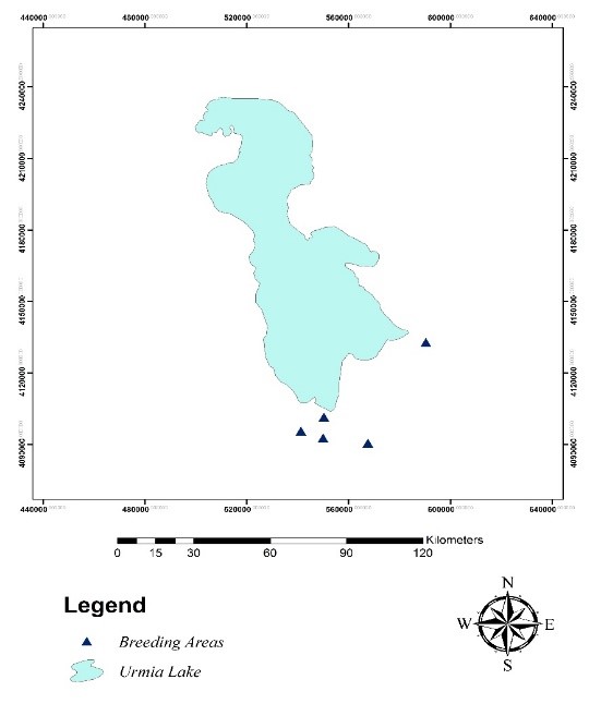 The habitats for nesting and breeding of the White-headed Duck