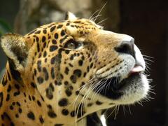 Jaguar en Ecuador