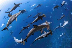 Hammerhead sharks