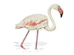 Hand drawing (pencil) of a greater flamingo
