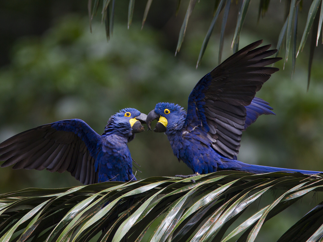 Mapping Consensus on Blockchain in Conservation