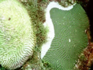 Two colonies of brain coral (Diploria strigosa) on Curacao affected by a coral disease called white plague